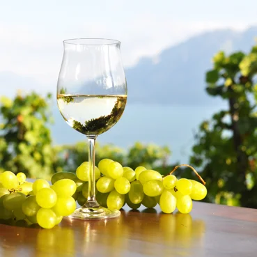 Wine in the Slovene Littoral